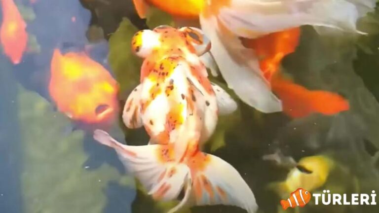 Common Goldfish Diseases – Why Do Goldfish Die? – 2023
