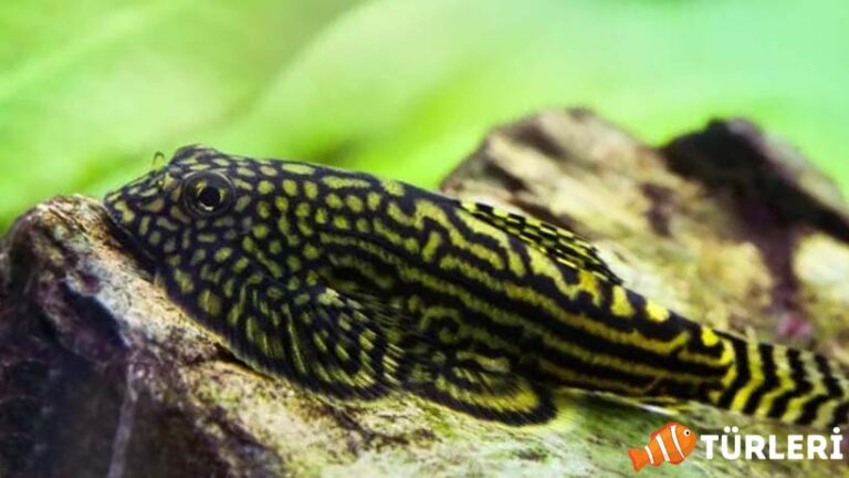 Butterfly Loach Guide – All Features
