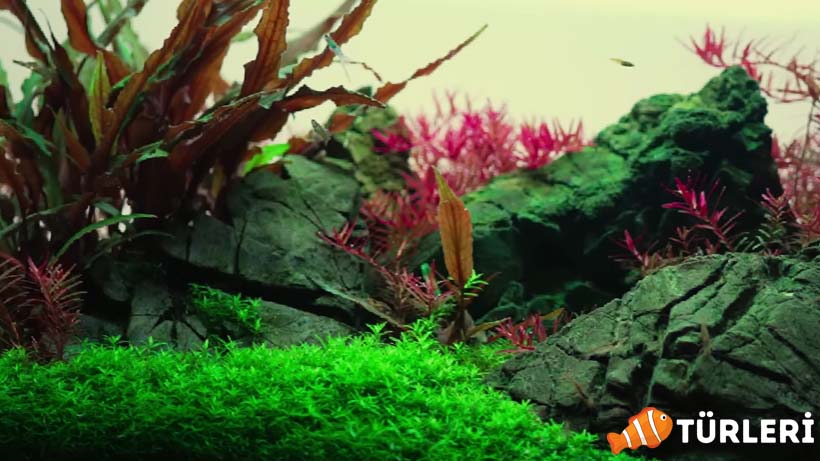 Lepistes akvaryumu kurulumu Lepistes akvaryumu nasil olmali Lepistes baligi - Comprehensive Guide to Setting Up a Guppy Aquarium