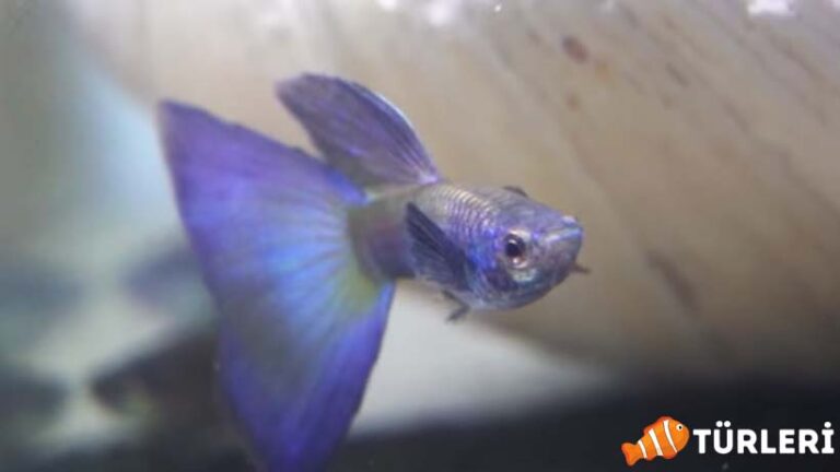 Moscow Blue Guppy Introduction