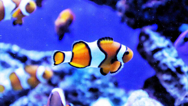 Clownfish Guide: A to Z Information