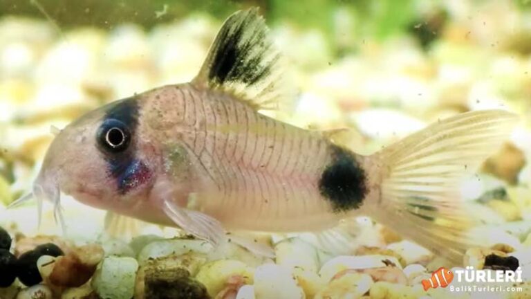 Panda Cory Catfish Guide: Features, Care, and More 2023
