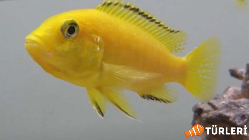Sarı prenses balığı hakkında herşey - Cinsiyet ayrımı, üreme, bakım ve özellikleri