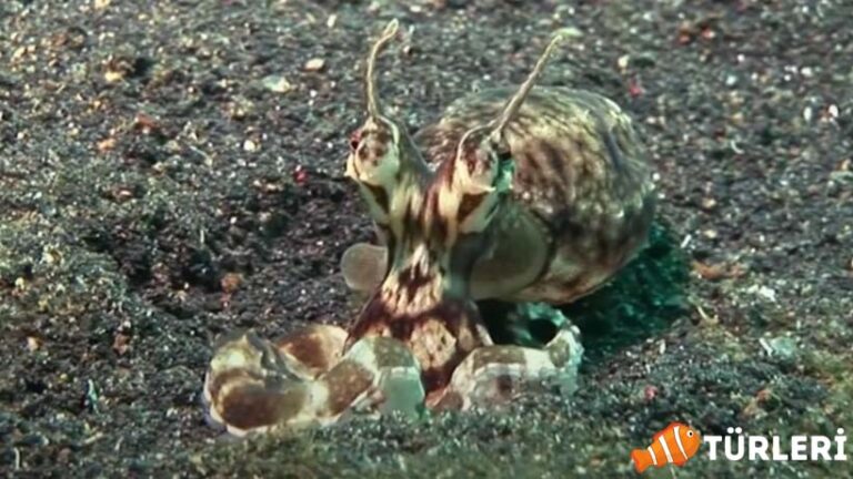 Mimic Octopus – 2023 – Astonishing Observers with its Imitation Ability