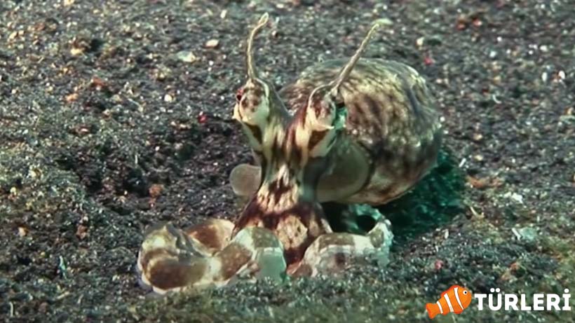 Taklitci ahtapot ozellikleri - Mimic Octopus – 2023 – Astonishing Observers with its Imitation Ability