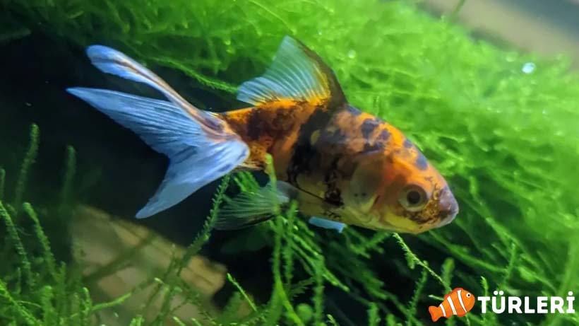 Yelpaze kuyruklu japon baligi rehberi bakimi ureme ozellikleri cinsiyet Fantail goldfish - Fächerschwanz o. Fantail