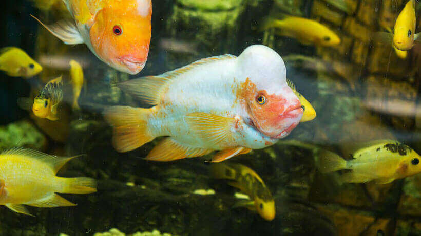 ciklet baligi hangi baliklarla yasar 1 - Cichlid Fish: Which Fish Can Live with Them?