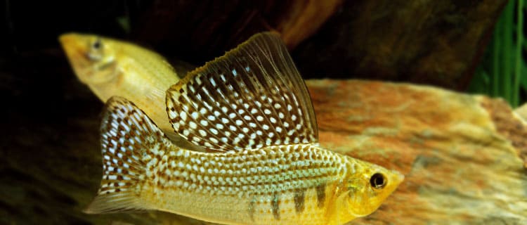 Velifera balığı bakımı ve özellikleri