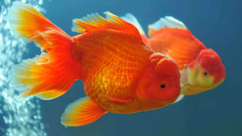 Why Do Goldfish Chase Each Other 8 Reasons - Japon Balıklarının Yaşam Sürelerini Etkileyen 5 İpucu