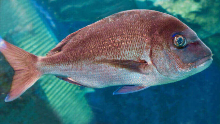 Introduction to Red Porgy (Pagrus pagrus) Species