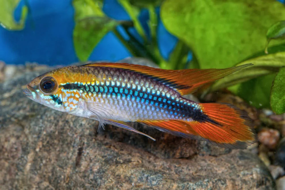Apistogramma Dwarf Cichlids 1 - Top 27 Colorful Freshwater Fish For Your Aquarium