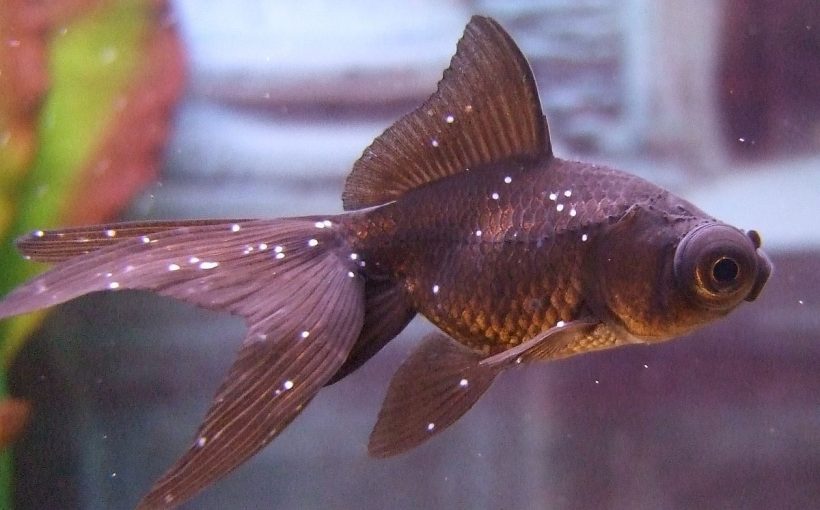 Beyaz Nokta Hastaligi - Zebra Danio: The Bright Star of the Aquarium