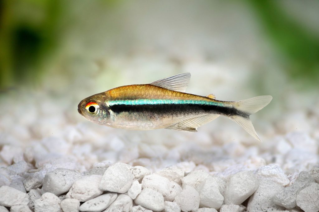 Black Neon Tetra Balik Turu Ozeti - Schwarzer Neon