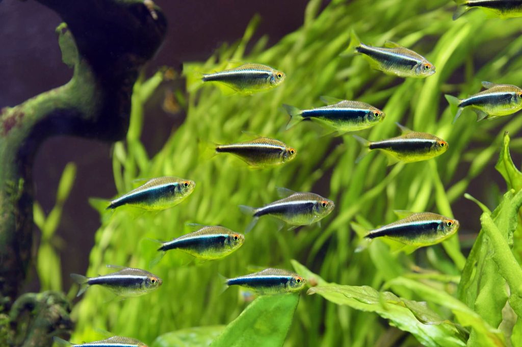 Black Neon Tetra Balik Turu Ozeti1 - Schwarzer Neon