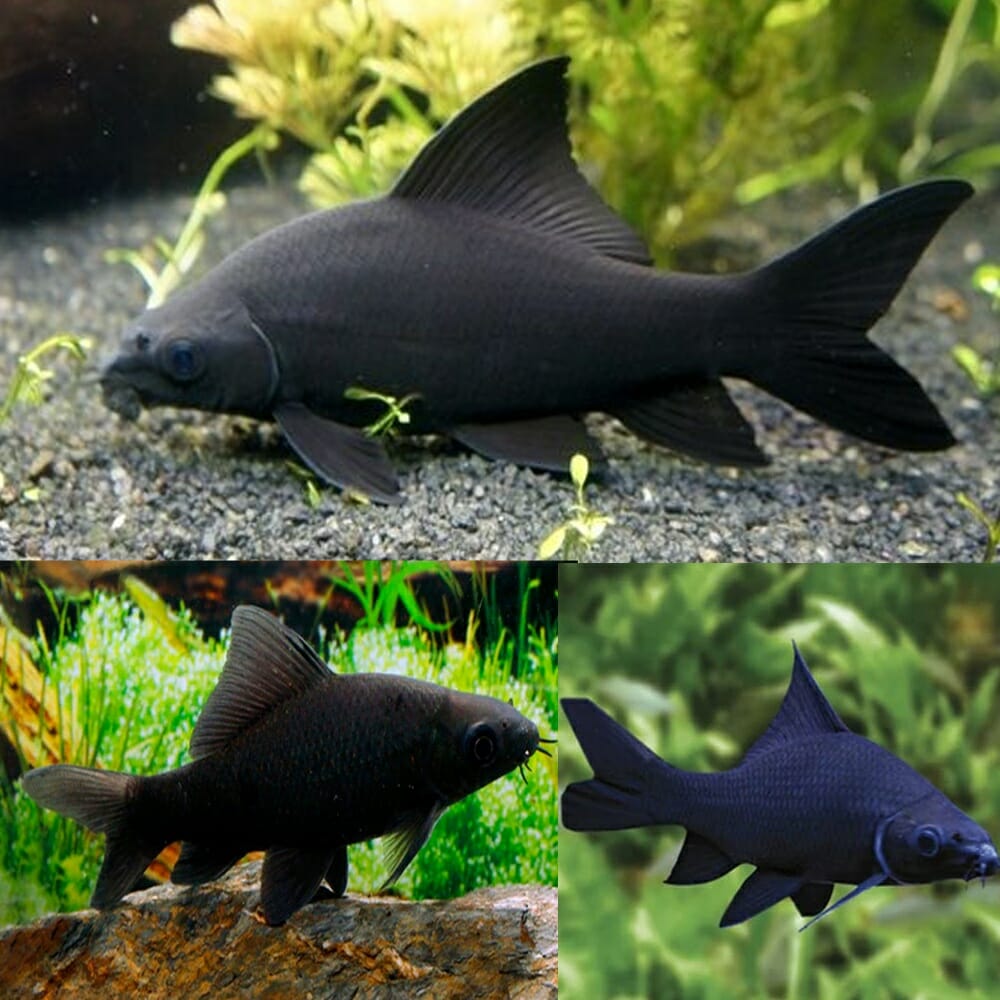 Black Shark - 11 Must-Have Freshwater Sharks Aquarium For Every Tank Size