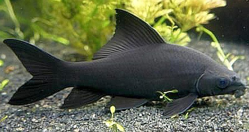 Black Shark2 - Siyah Köpekbalığı