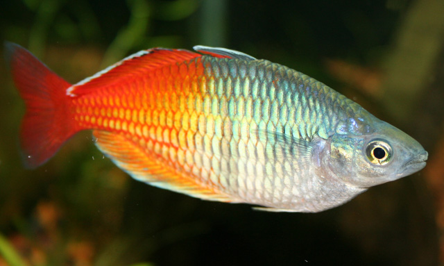 Boesemans Rainbowfish - Gökkuşağı Boesemani