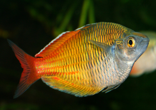Boesemans Rainbowfish1 1 - Akvaryumunuz İçin En İyi 27 Renkli Tatlı Su Balığı