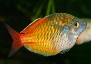 Boesemans Rainbowfish1 - Gökkuşağı Boesemani