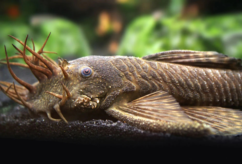 Bristlenose Pleco 1 - Sakallı Pleko Balığı Bakımı, Beslenmesi ve Daha fazlası