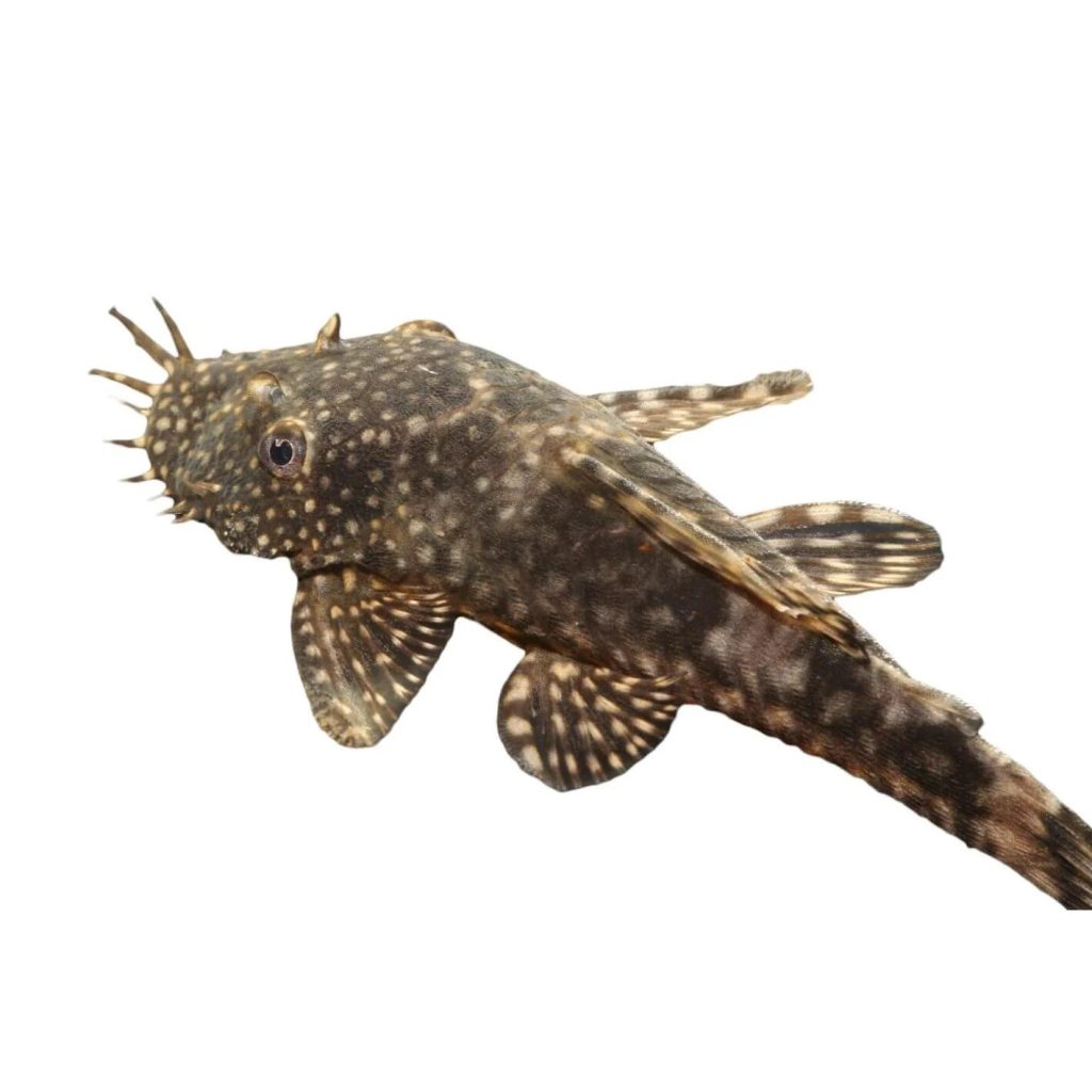 Bristlenose Pleco 2 - Sakallı Pleko Balığı Bakımı, Beslenmesi ve Daha fazlası