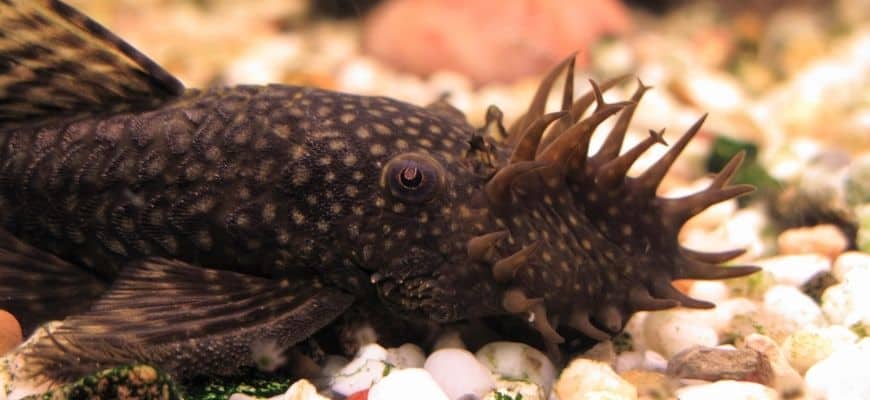 Bristlenose Pleco 3 - Ancistrus siroz