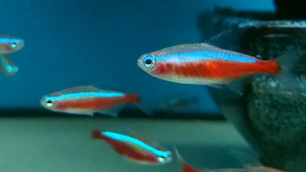 Cardinal Tetra 1 - Akvaryumunuz İçin En İyi 27 Renkli Tatlı Su Balığı