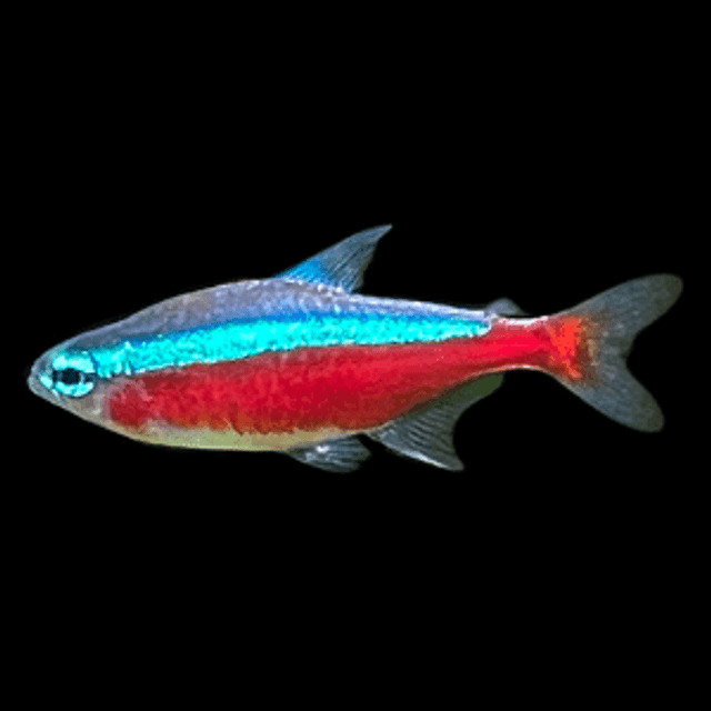 Cardinal Tetra1 1 - Cardinal Tetra