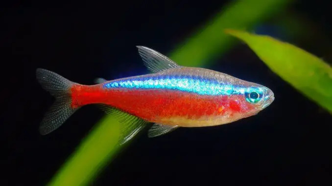 Cardinal Tetra2 1 - Cardinal Tetra