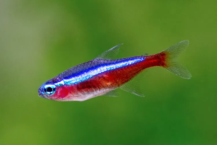 Cardinal Tetra3 1 - Kardinal Tetra