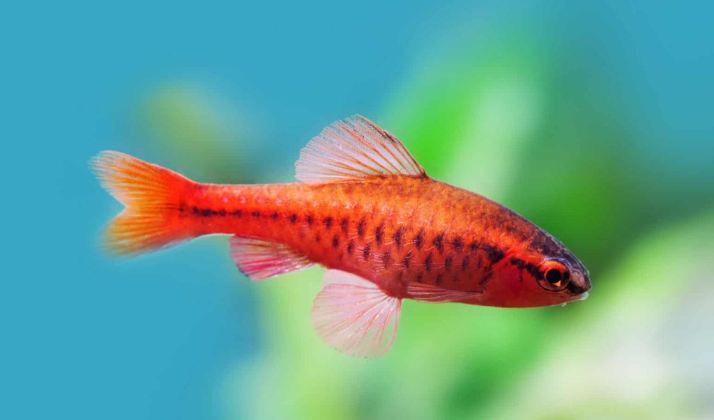 Cherry Barb 3 - Akvaryumunuz İçin En İyi 27 Renkli Tatlı Su Balığı