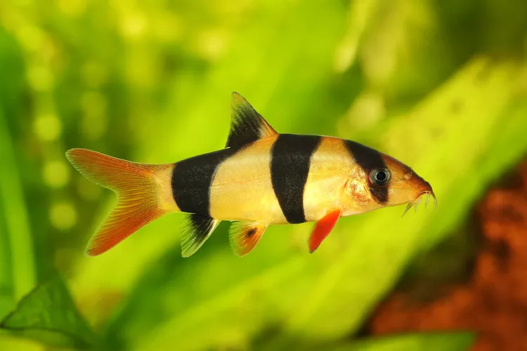 Clown Loach 1 - The Best Snail-Eating Fish For Your Aquarium