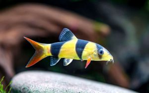 Clown Loach1 1 - The Best Snail-Eating Fish For Your Aquarium