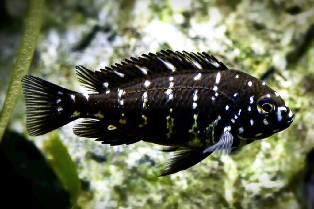 Duboisi Cichlid2 1 - Top 27 Colorful Freshwater Fish For Your Aquarium