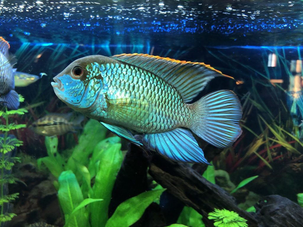 Electric Blue Acara 3 - Top 27 Colorful Freshwater Fish For Your Aquarium