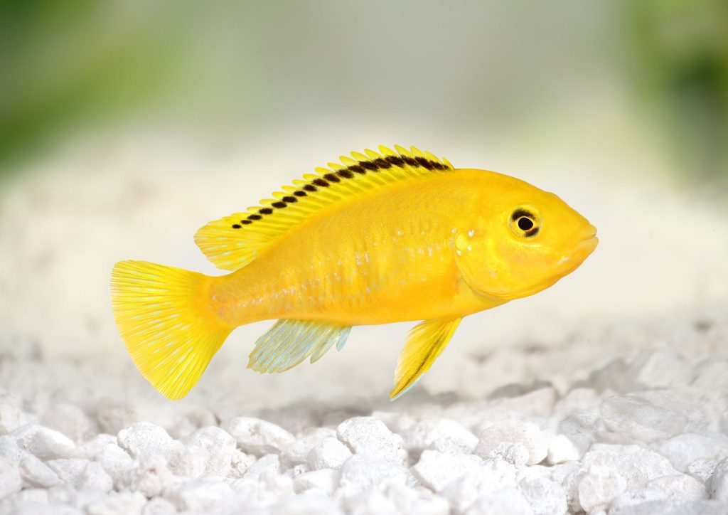 Electric Yellow Cichlid - Top 27 Colorful Freshwater Fish For Your Aquarium