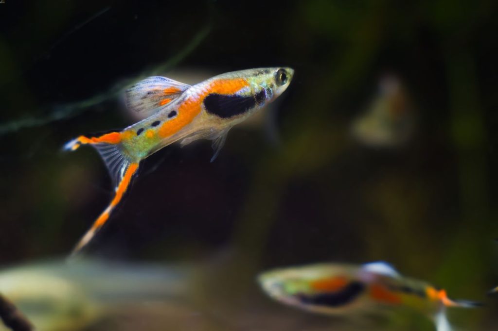Endlers Livebearer1 1 - Top 27 Colorful Freshwater Fish For Your Aquarium