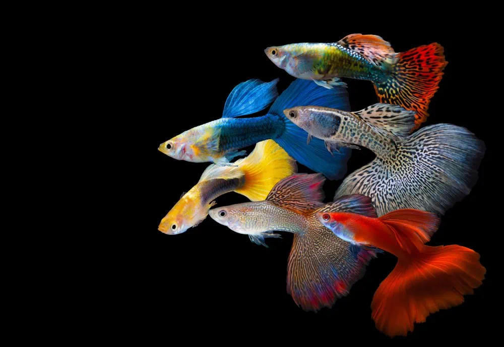 Fancy Guppies 1 - Akvaryumunuz İçin En İyi 27 Renkli Tatlı Su Balığı