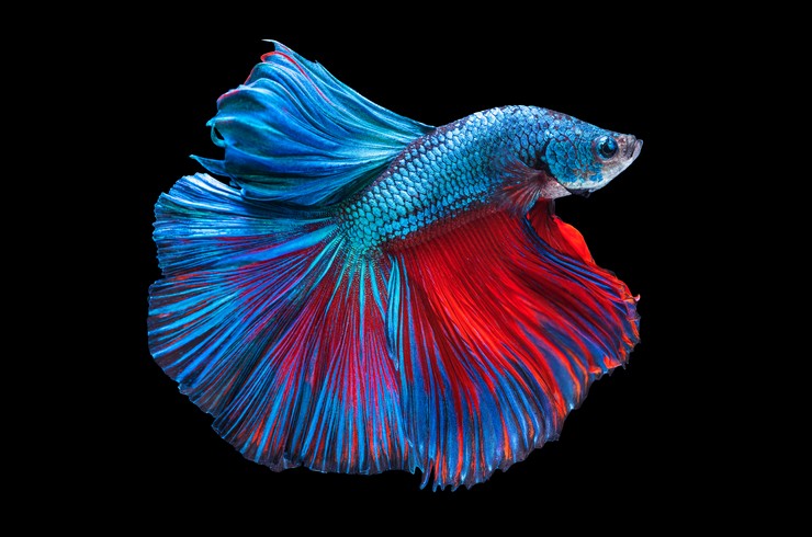 Fanusta Balik Beslemenin Incelikleri - Top 27 Colorful Freshwater Fish For Your Aquarium