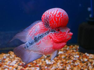 Flowerhorn Cichlid1 1 - Flowerhorn Ciklet