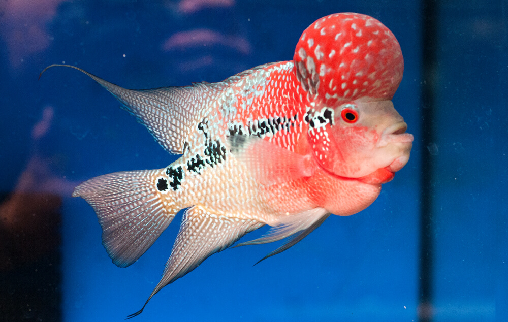 Flowerhorn Cichlid2 1 - Top 27 Colorful Freshwater Fish For Your Aquarium