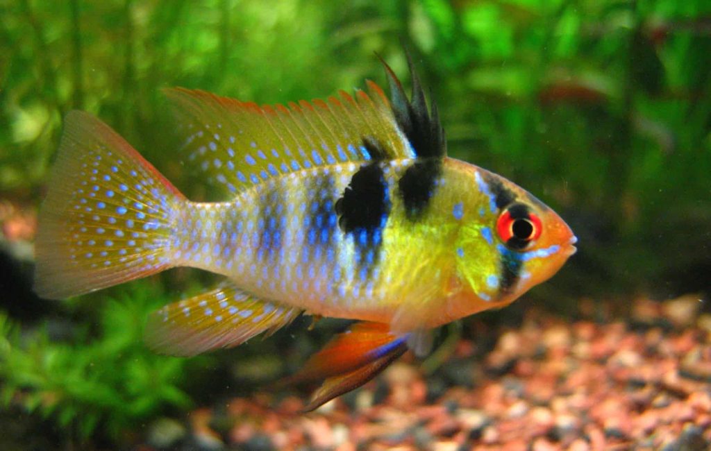 German Blue Ram2 - Top 27 Colorful Freshwater Fish For Your Aquarium