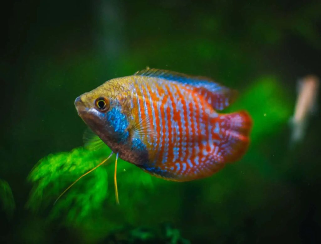 Gourami Features and Care Guide4 1 - Top 27 Colorful Freshwater Fish For Your Aquarium