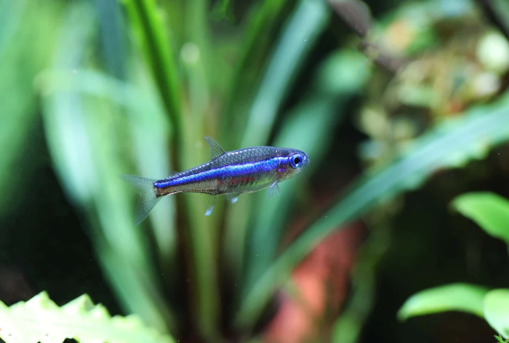 Green Neon Tetra - Blauer Neon