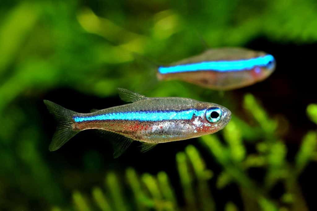 Green Neon Tetra2 - Blauer Neon