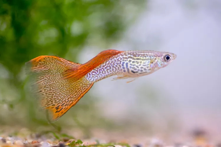 Guppy - Fishkeeping in a Bowl: Detailed Beginner's Guide