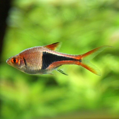 Harlequin Rasbora - Harlequin Rasbora