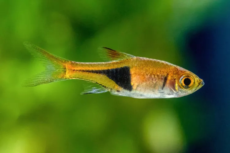 Harlequin Rasbora1 - Akvaryumunuz İçin En İyi 27 Renkli Tatlı Su Balığı