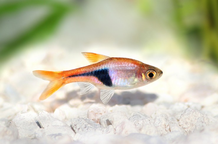 Harlequin Rasbora2 - Harlequin Rasbora