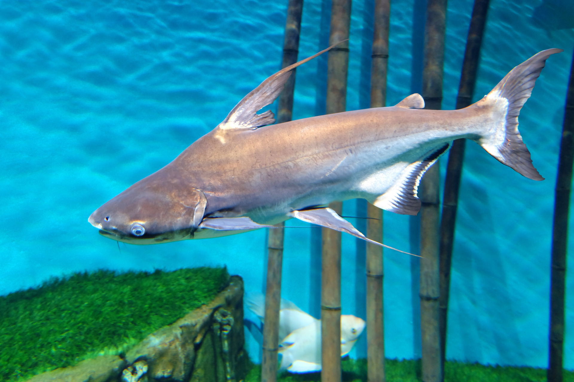 Iridescent Shark - Yanardöner köpekbalığı